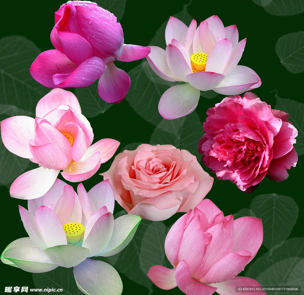 荷花