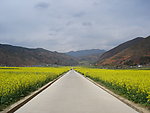 路边花