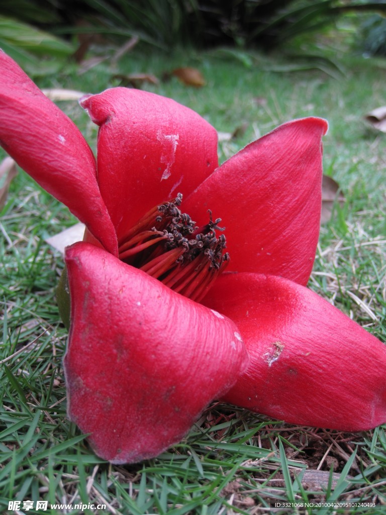 木棉花