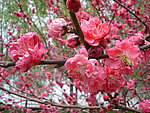 蜂·花