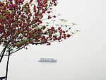 浪漫桃花