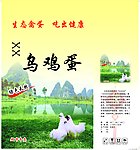 鸡蛋包装