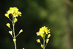 油菜花