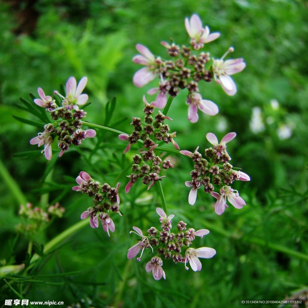 香菜花