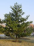 园林植物素材 油松