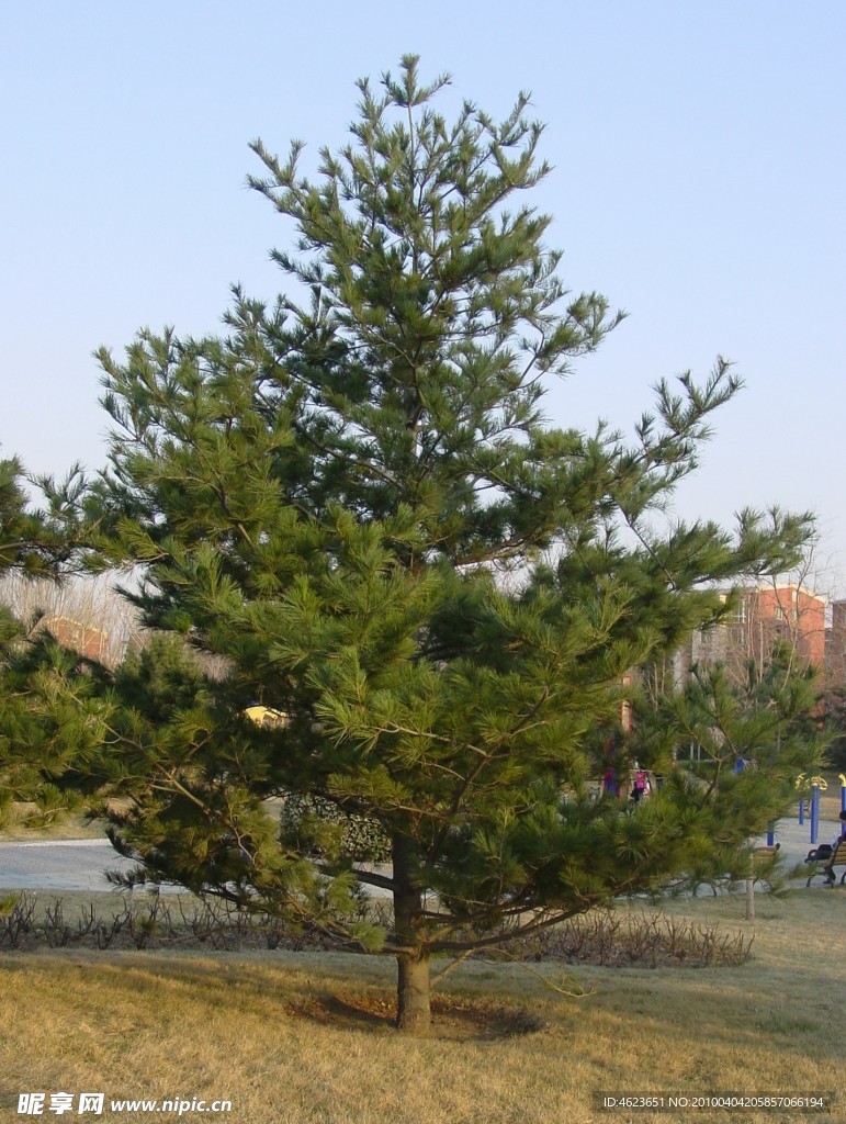 园林植物素材 油松