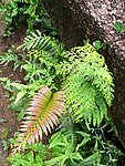 山草