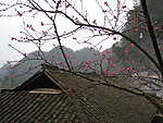 春天的桃花