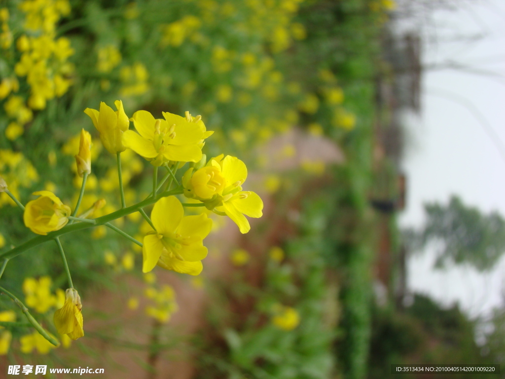 油菜花