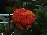 热带花卉