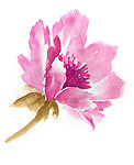 花卉
