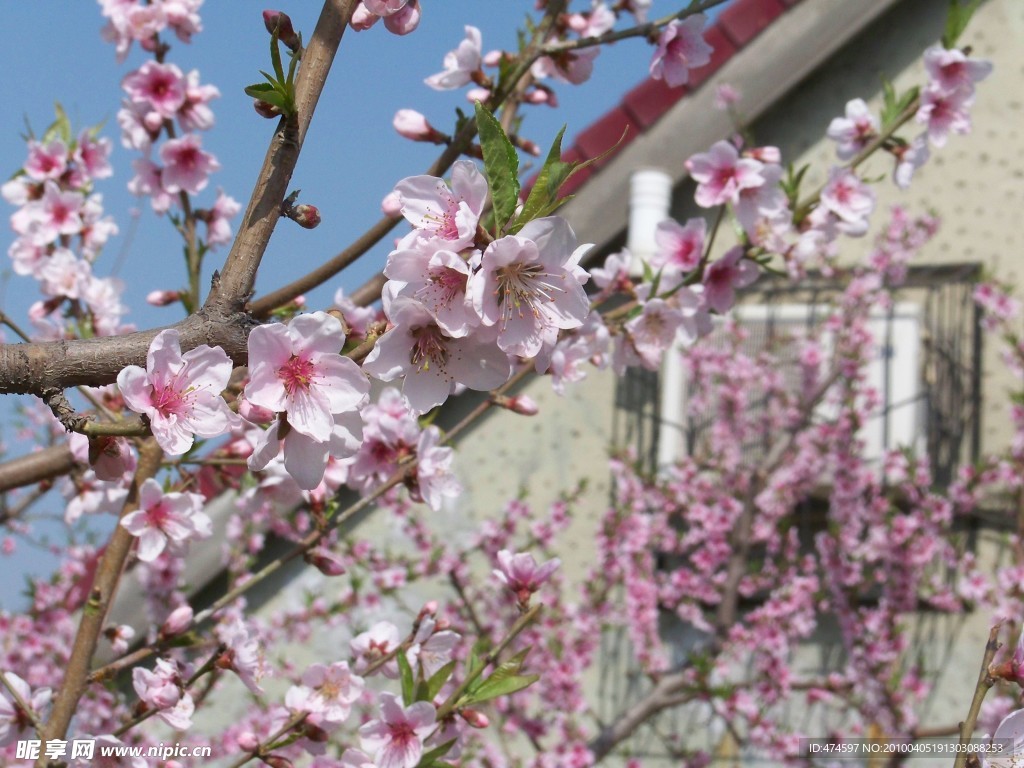 桃花