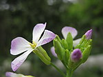萝卜花