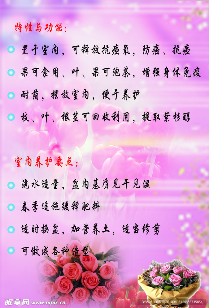 红豆杉