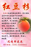 红豆杉