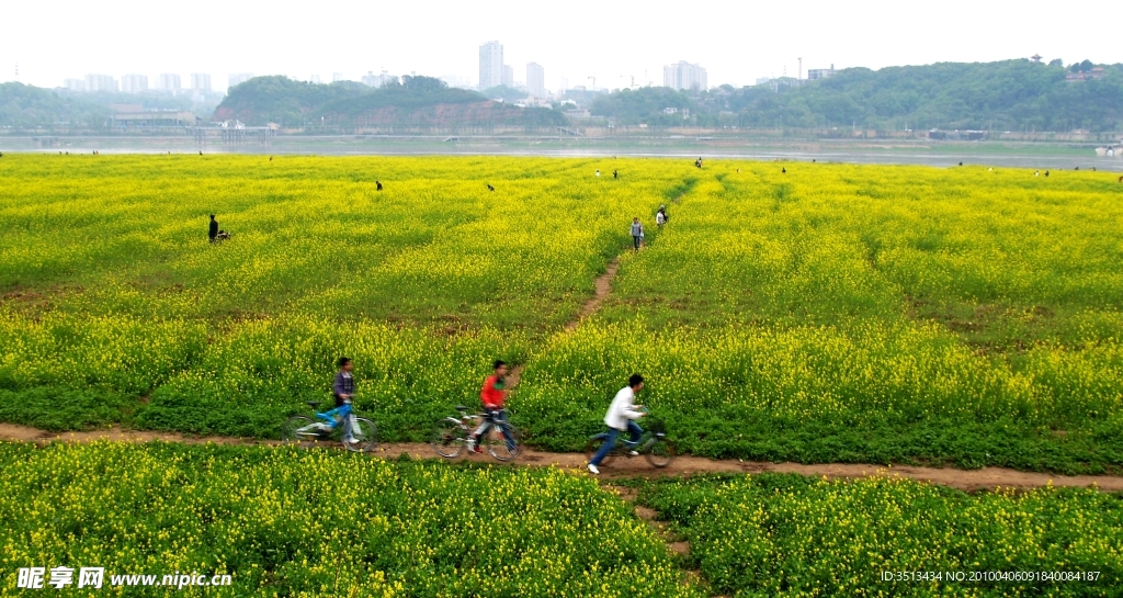 湘江边那一片油菜地