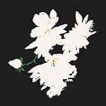 牡丹
