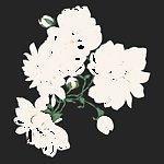 牡丹