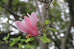红玉兰