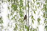 雀鸣翠柳