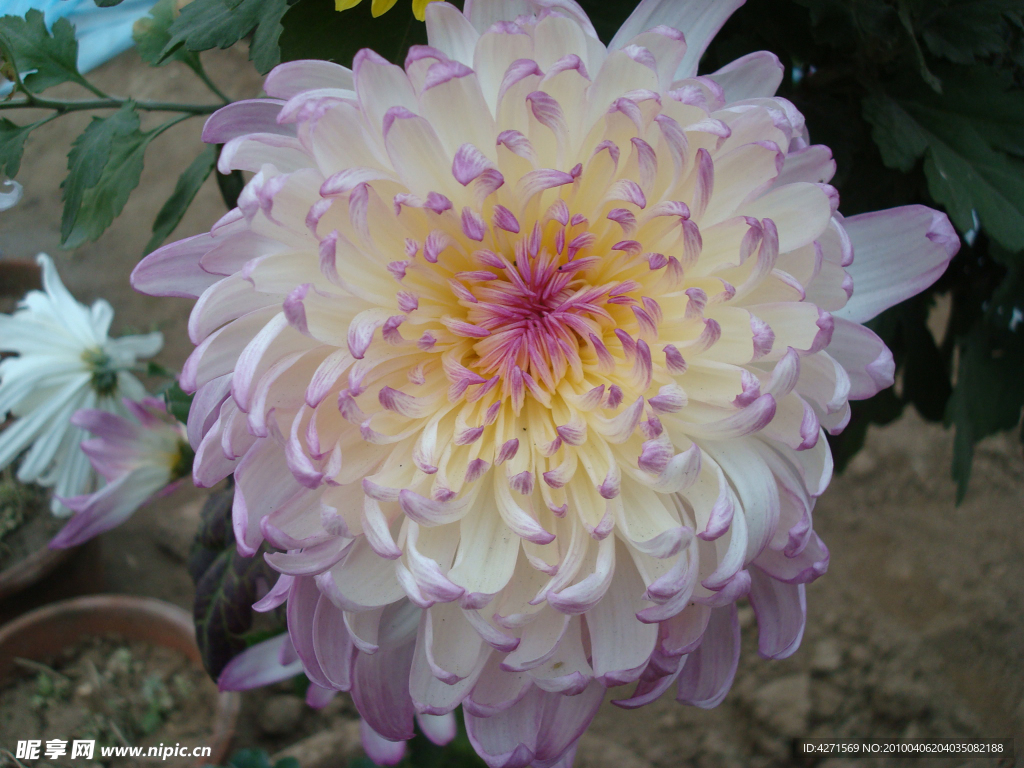 菊花