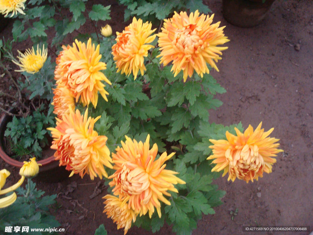 菊花