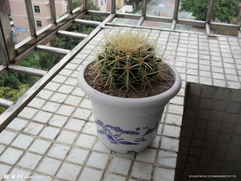 盆栽
