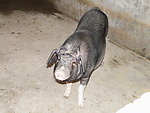大黑猪