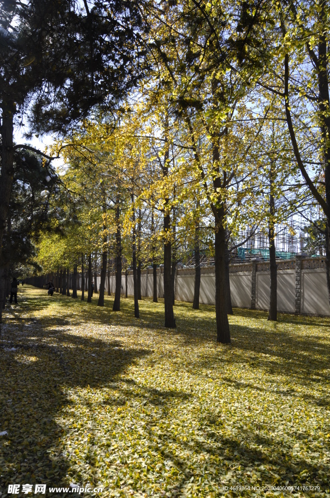 北京银杏树
