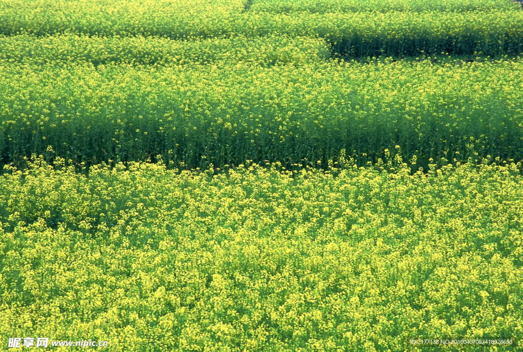 油菜花