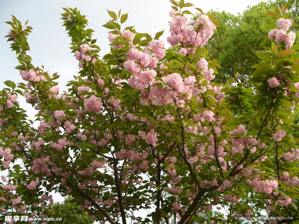 樱花