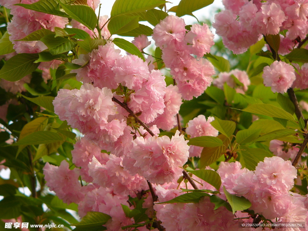 樱花