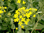 油菜花