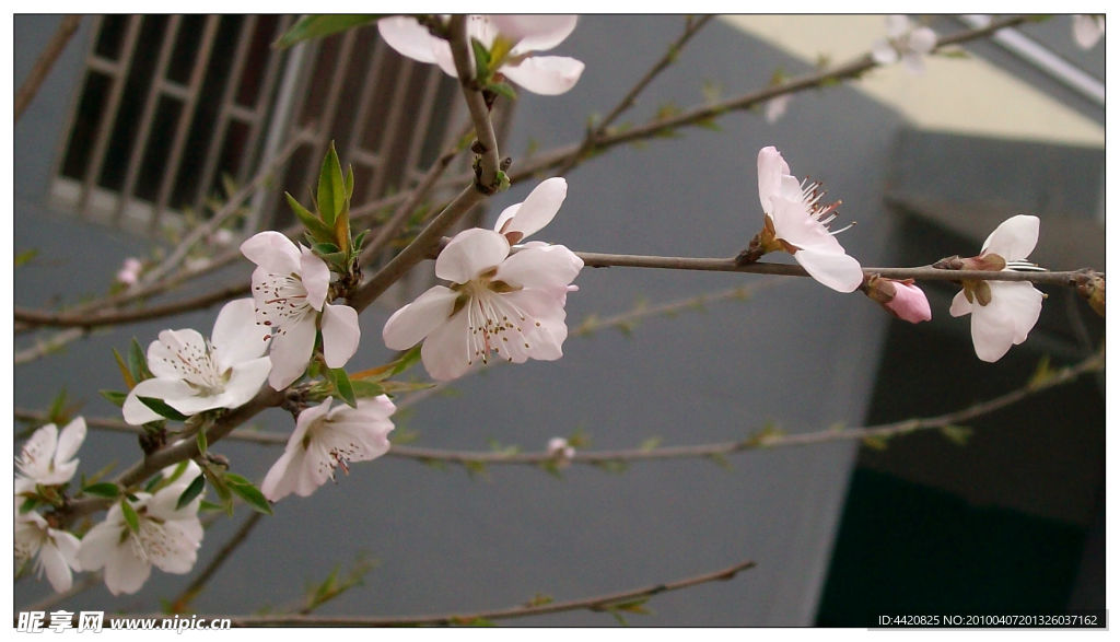 桃花
