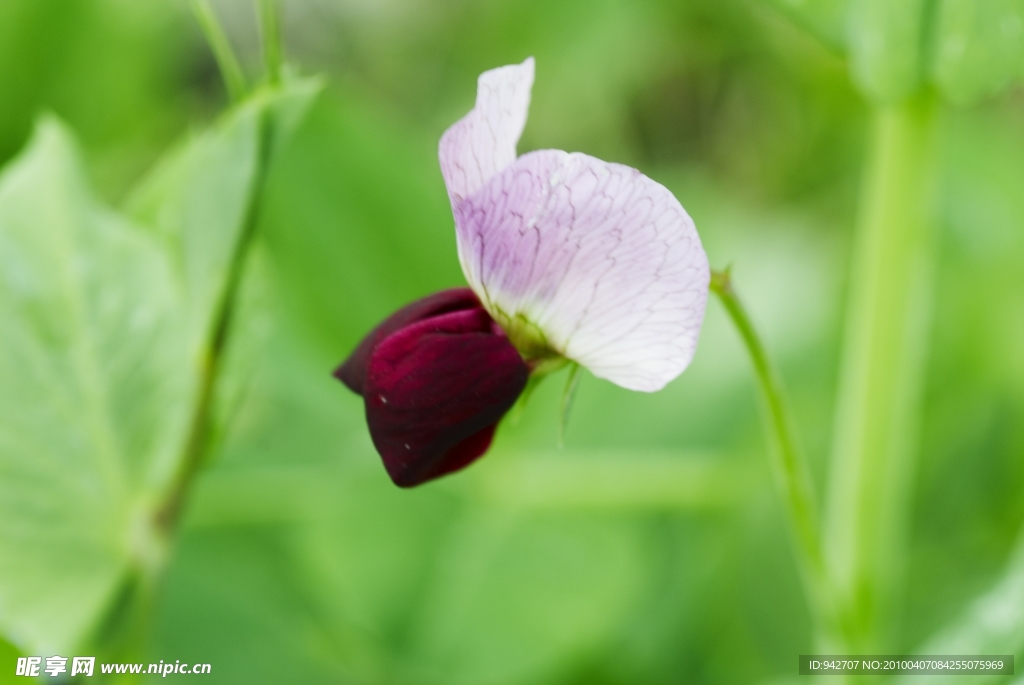 豌豆花 小花