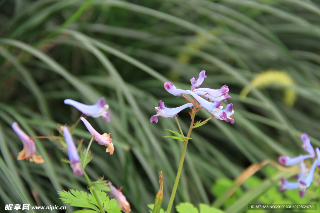 小花