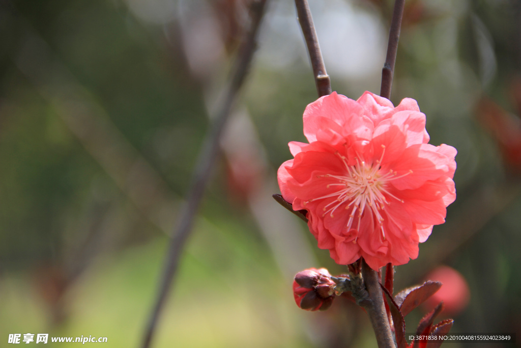 桃花