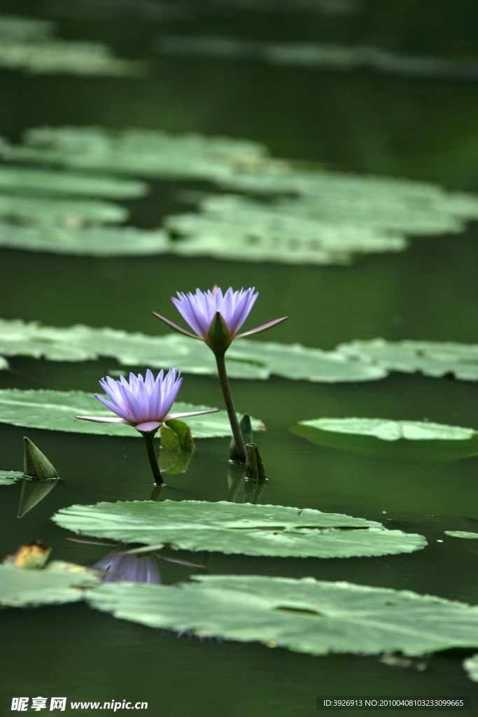 莲花