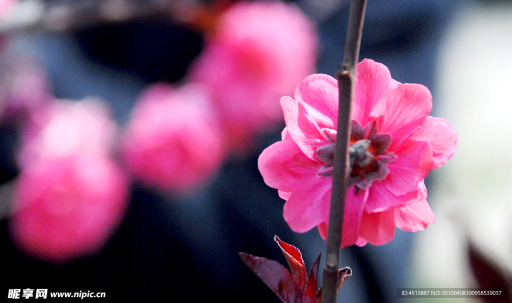 桃花