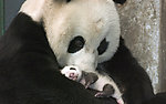 熊猫宝宝