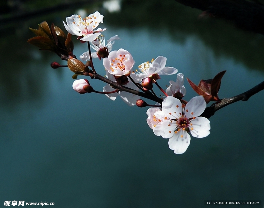 梨花