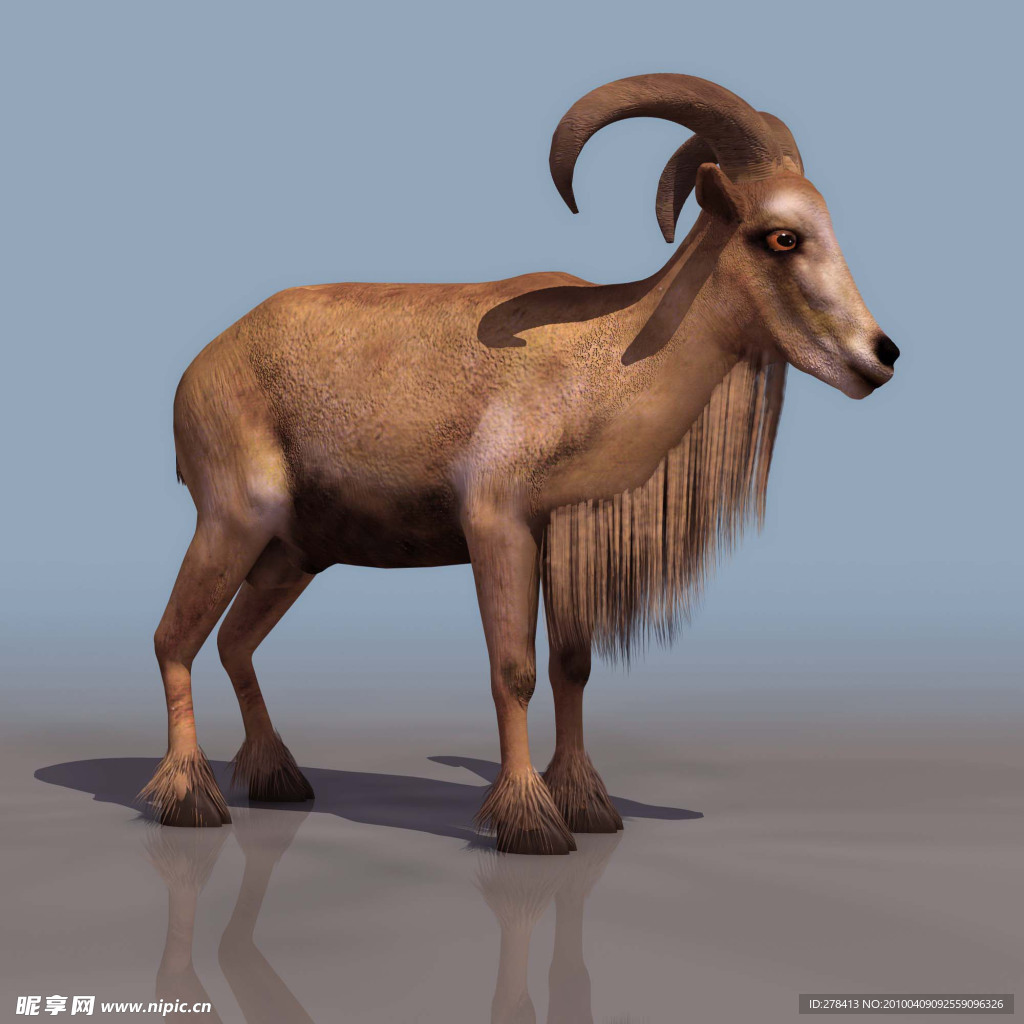 3D模型图库 山羊