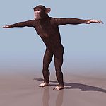3D模型图库 大猩猩 猴子