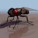 3D模型图库 动物类 苍蝇