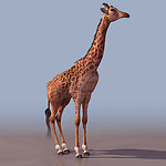 3D模型图库 动物类 长颈鹿