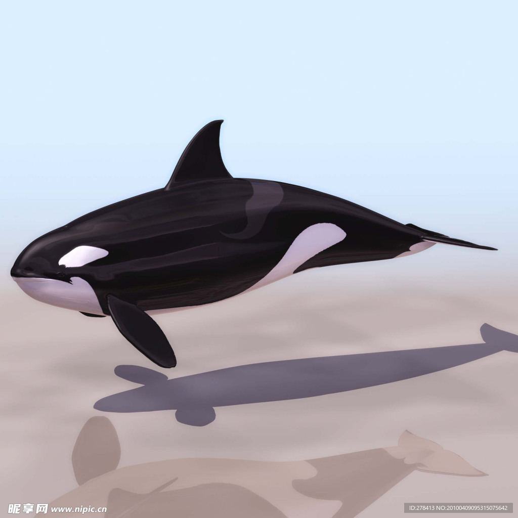 3D模型图库 动物类 鲸鱼