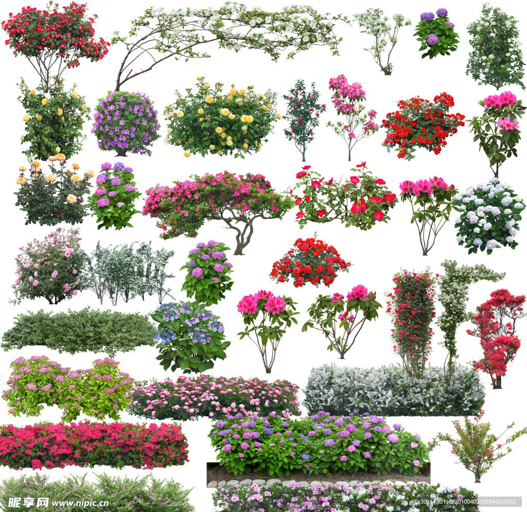 花 植物