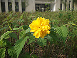 花草