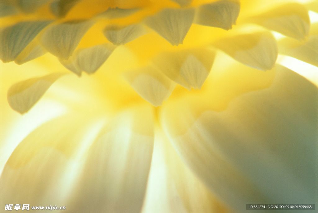 花瓣