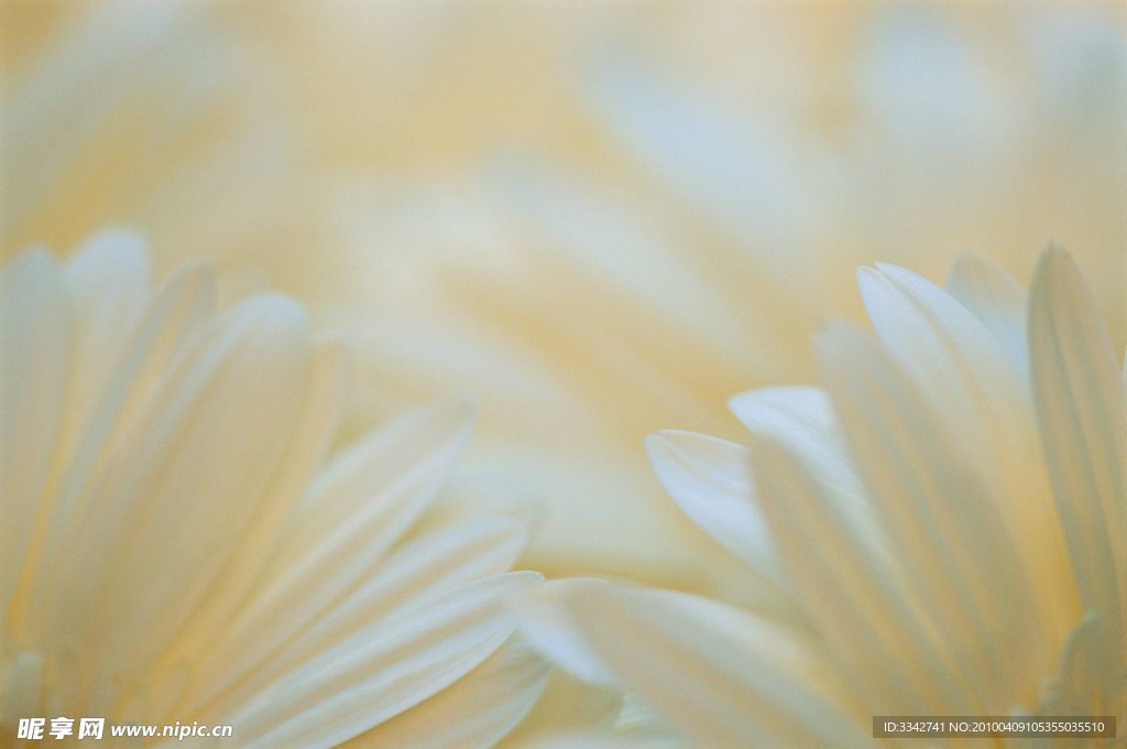 花瓣
